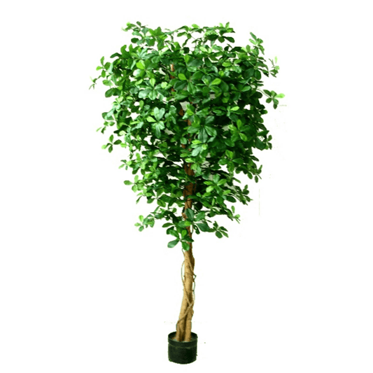 180cm Fire Retardant Black Olive Tree - 2925 Leaves, No Maintenance Needed! - plants - express.com
