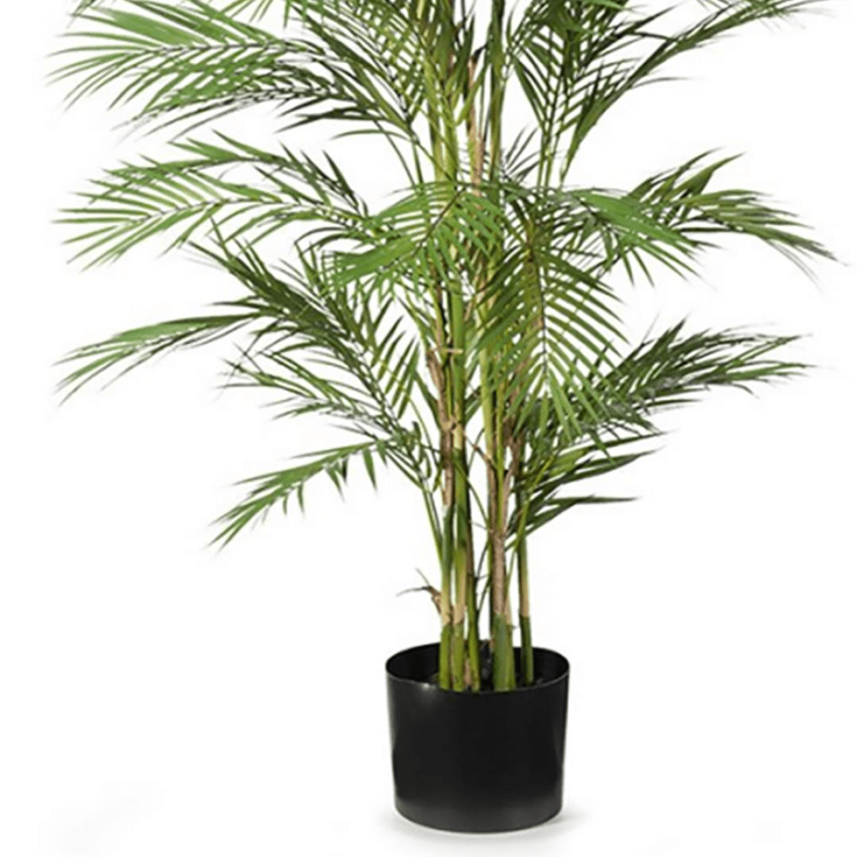 180cm UV Resistant Artificial Areca Palm - Lifelike Tropical Elegance - plants - express.com