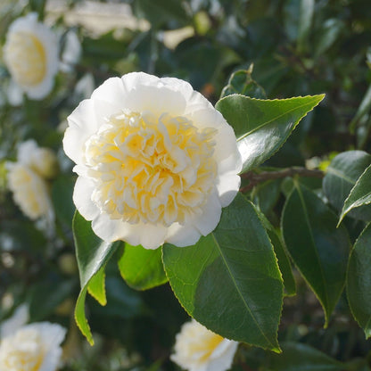 Regal Camellia Japonica 'Nobilissima' - 9cm Pot, Elegant Blooms Await!
