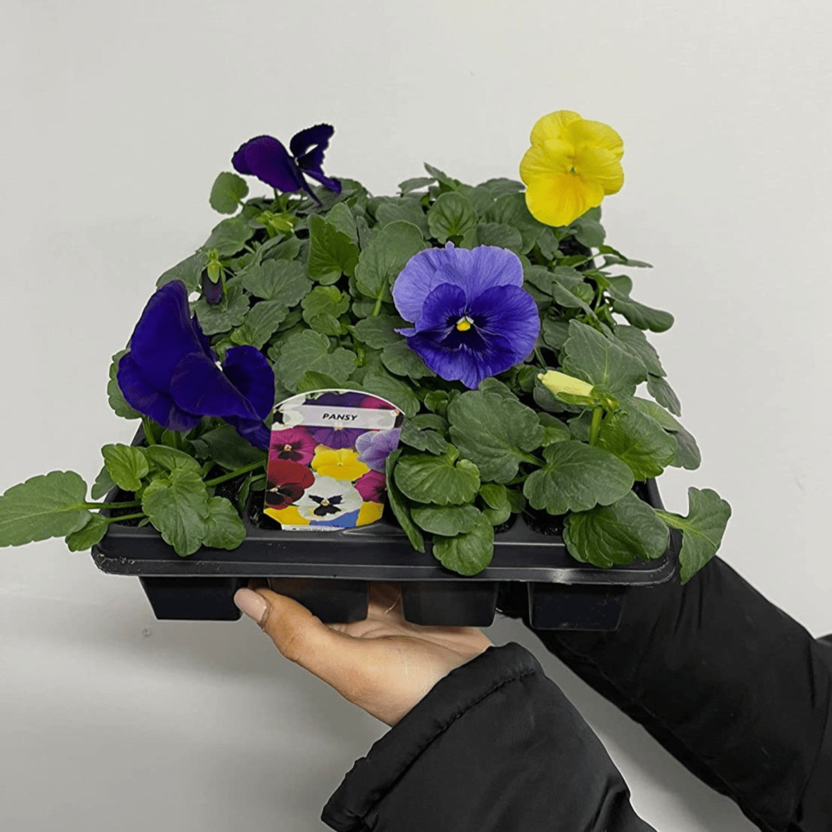 20 - Plant Pansy Tray: Bright Bedding Plants for Beds & Containers - plants - express.com