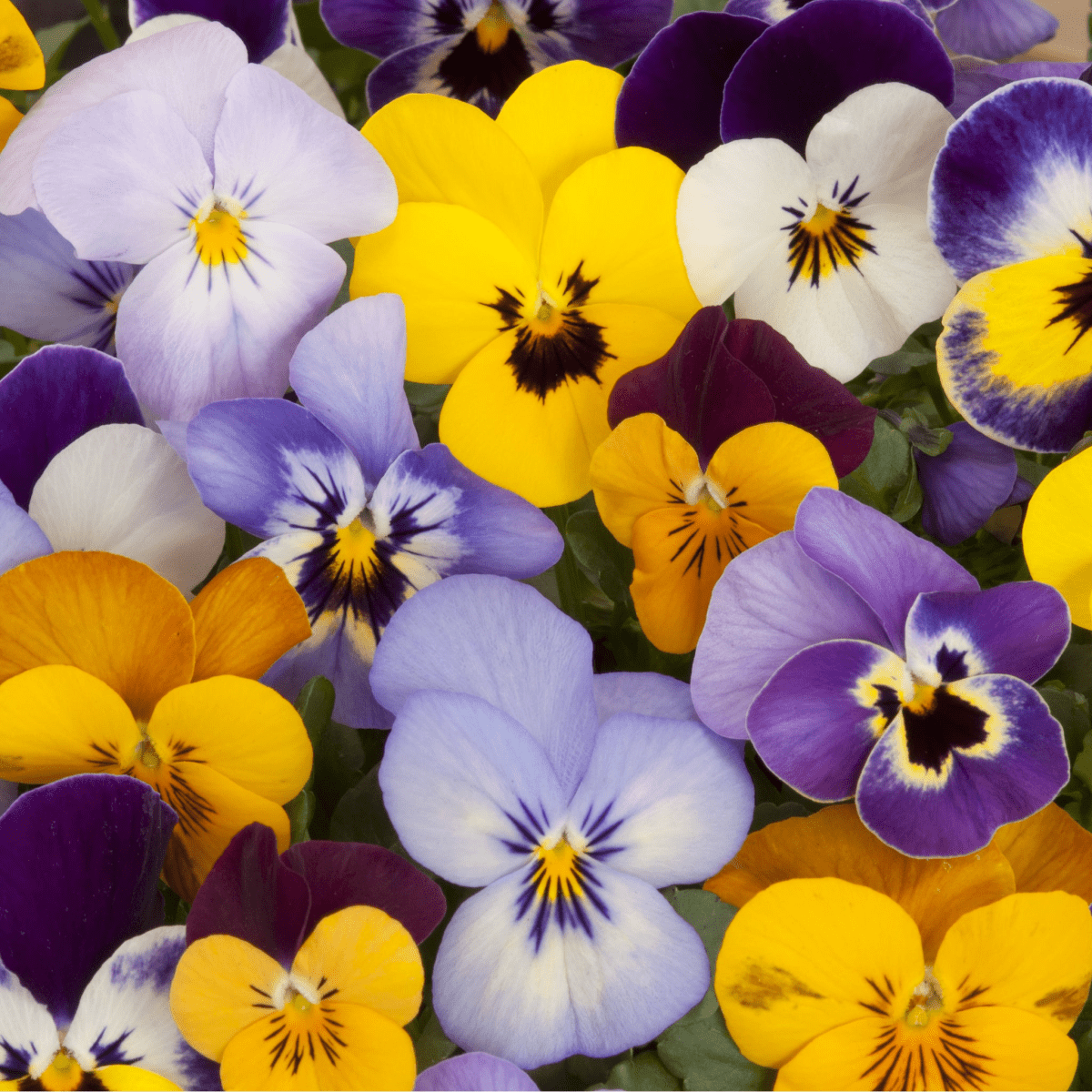20 - Plant Pansy Tray: Bright Bedding Plants for Beds & Containers - plants - express.com