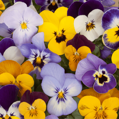 20 - Plant Pansy Tray: Bright Bedding Plants for Beds & Containers - plants - express.com