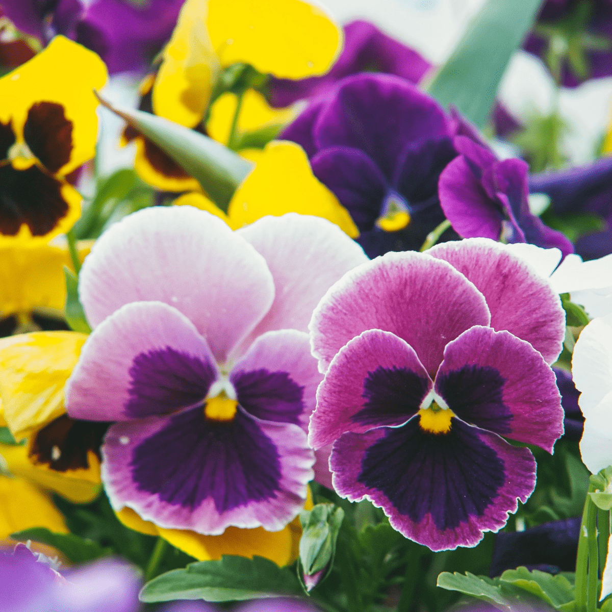 20 - Plant Pansy Tray: Bright Bedding Plants for Beds & Containers - plants - express.com