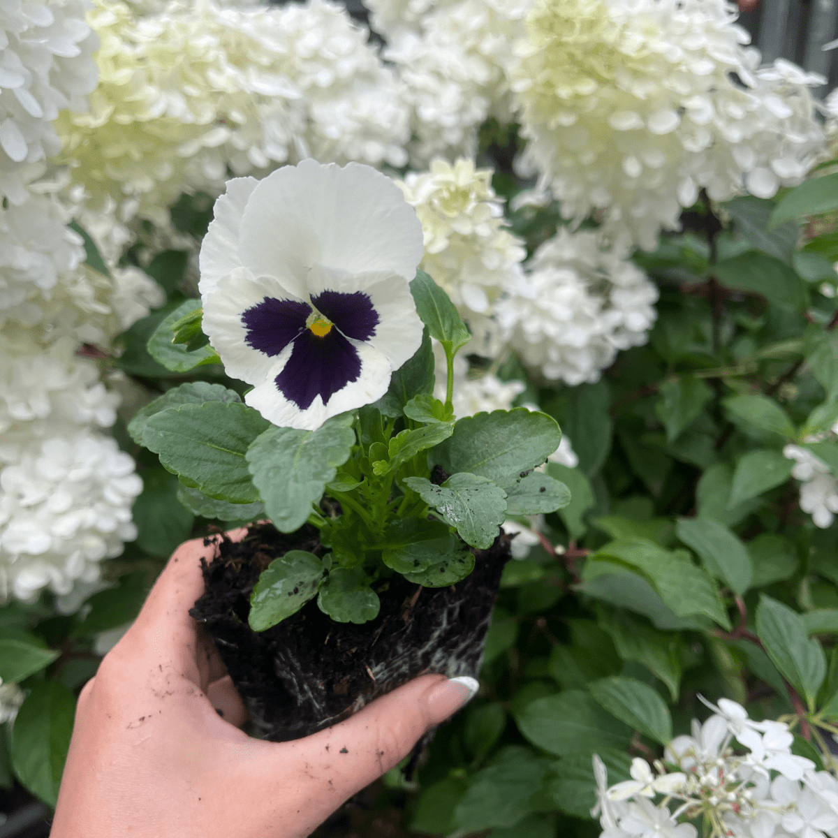 20 - Plant Pansy Tray: Bright Bedding Plants for Beds & Containers - plants - express.com