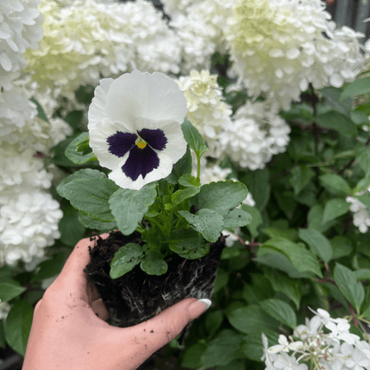 20 - Plant Pansy Tray: Bright Bedding Plants for Beds & Containers - plants - express.com
