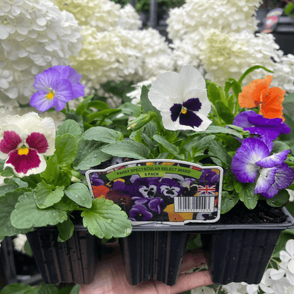 20 - Plant Pansy Tray: Bright Bedding Plants for Beds & Containers - plants - express.com