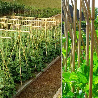 20 Premium 5FT Eco - Friendly Bamboo Canes for Versatile Garden Solutions - plants - express.com