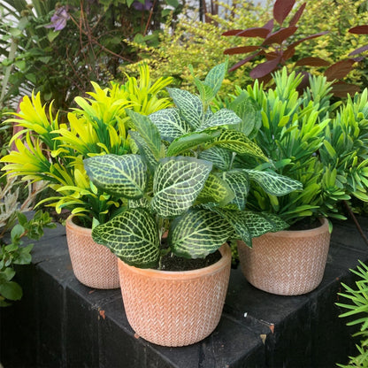 22cm Realistic Honey Plant in Stylish Terracotta Pot - Dark Green Elegance - plants - express.com