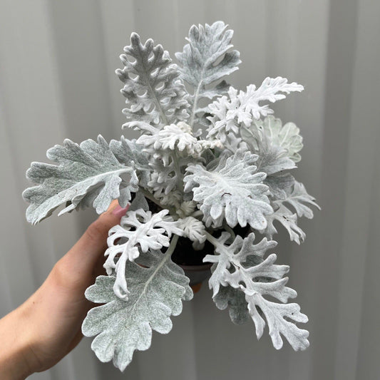3 x Cineraria 'Silver Dust' (9cm Pots) - plants - express.com