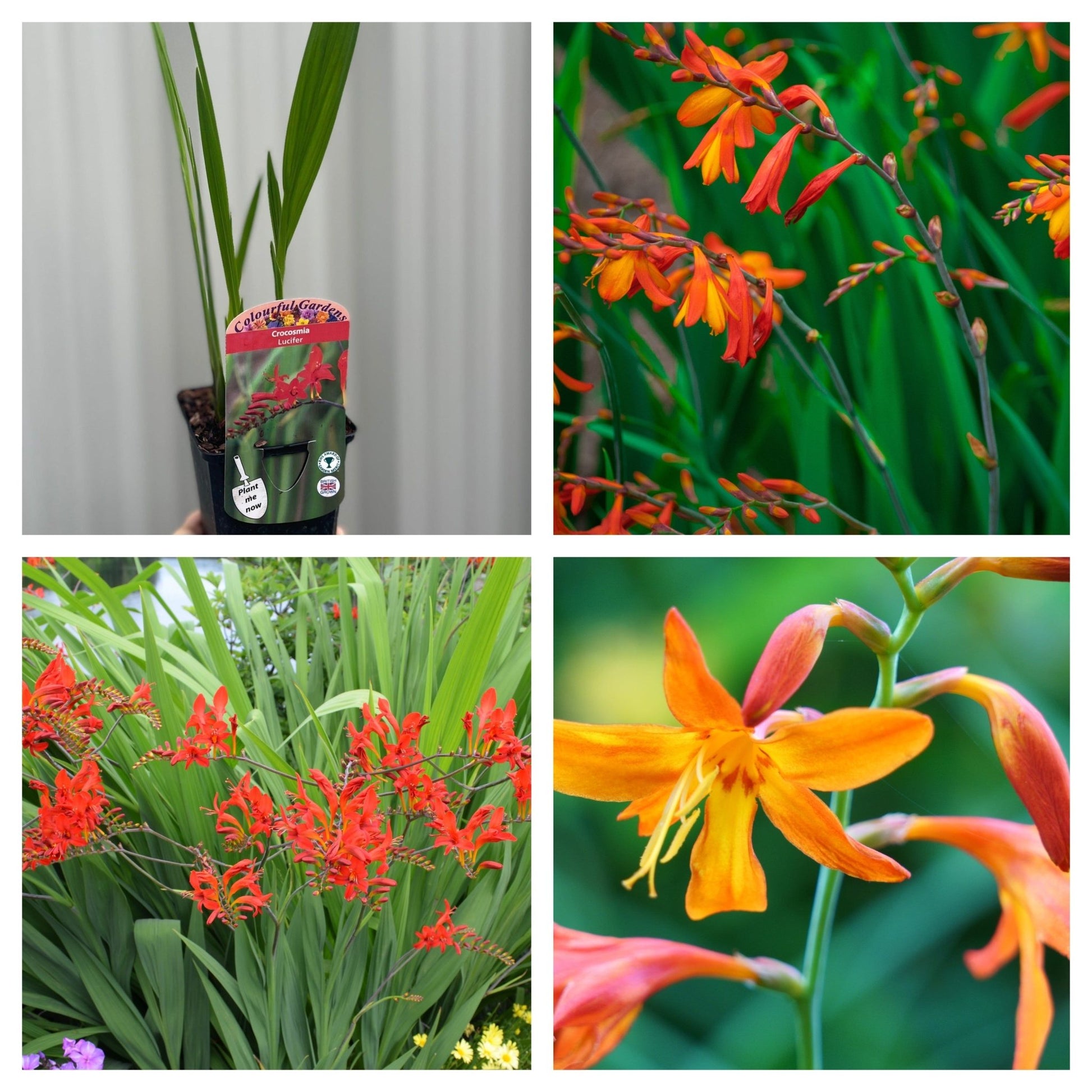 3 x Crocosmia in 9cm Pots - Fiery Late - Summer Color Mix - plants - express.com