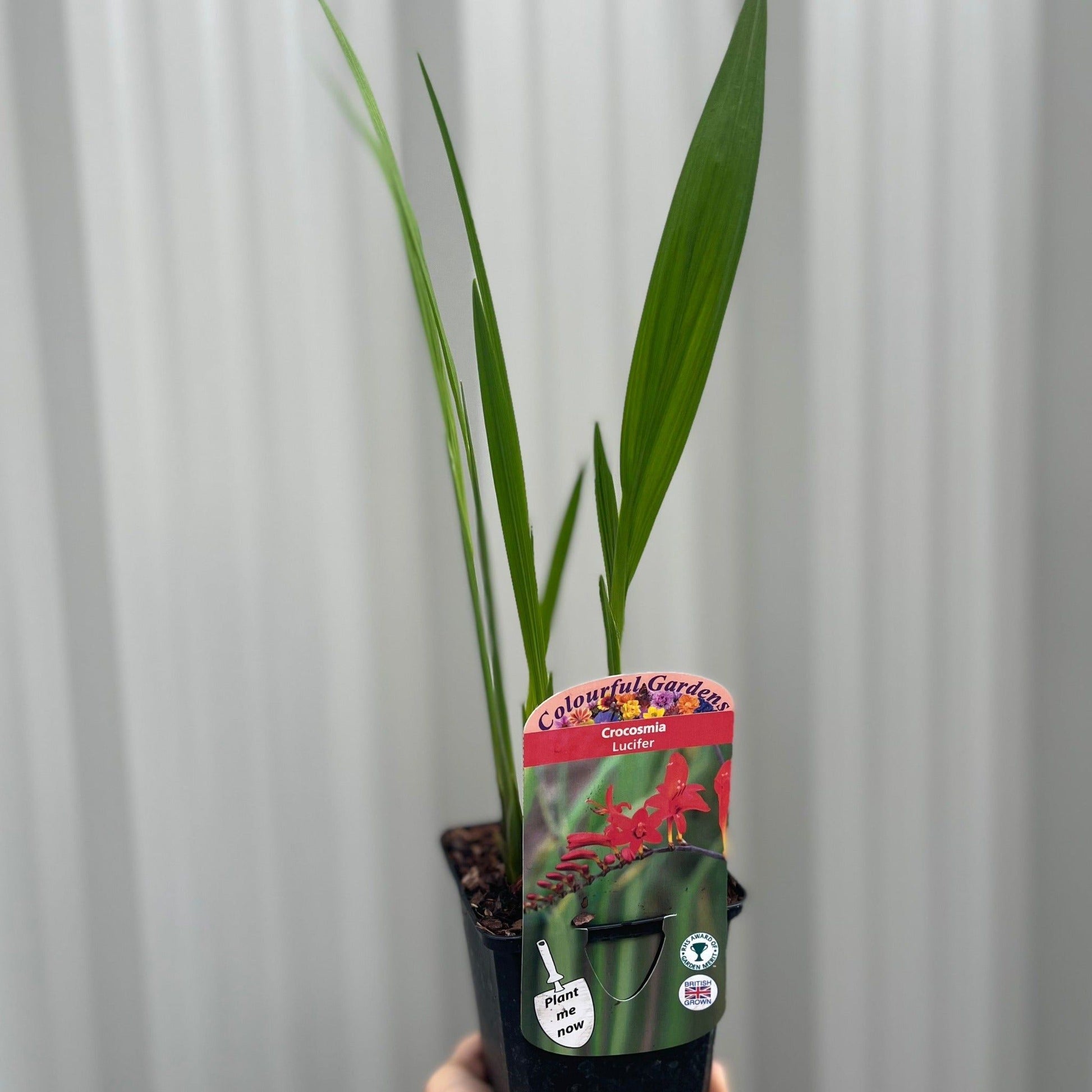 3 x Crocosmia in 9cm Pots - Fiery Late - Summer Color Mix - plants - express.com