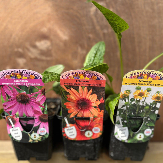 3 x Echinacea Supplied in 9cm Growers Pots - plants - express.com
