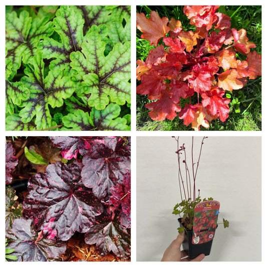 3 x Heuchera 9cm Mix - Shade - Loving Garden Trio - plants - express.com