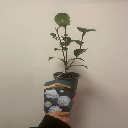 Regal Camellia Japonica 'Nobilissima' - 9cm Pot, Elegant Blooms Await!