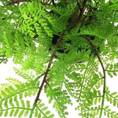 30cm Artificial Potted Lady Fern (Athyrium Filix - Femina) - plants - express.com