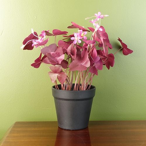 30cm Purple Shamrock Artificial Plant with Elegant Pink Flowers - Potted Beauty - plants - express.com