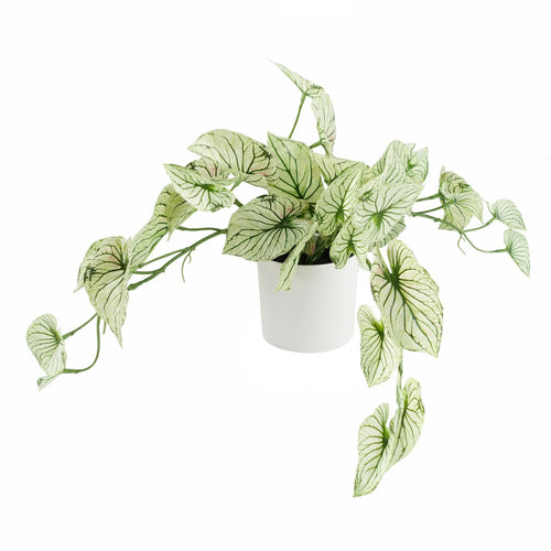 30cm Realistic Variegated Alocasia in Decorative Pot – Perfect Shelf Accent! - plants - express.com