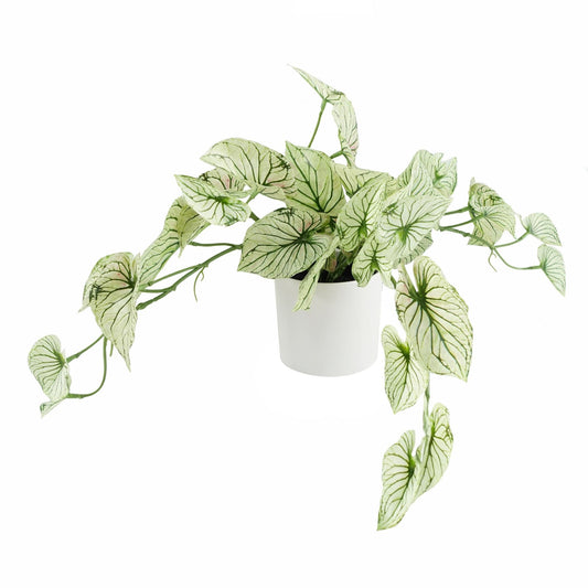 30cm Realistic Variegated Alocasia in Decorative Pot – Perfect Shelf Accent! - plants - express.com