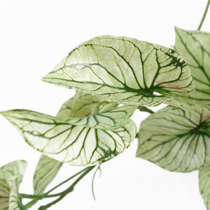 30cm Realistic Variegated Alocasia in Decorative Pot – Perfect Shelf Accent! - plants - express.com