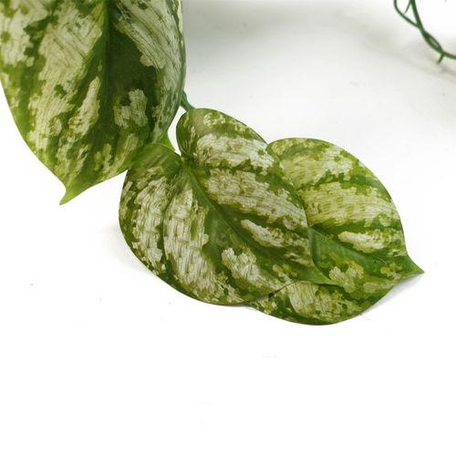 35cm Lush Trailing Green Plant - Perfect for Stunning Displays & Arrangements! - plants - express.com