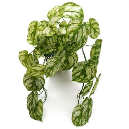 35cm Lush Trailing Green Plant - Perfect for Stunning Displays & Arrangements! - plants - express.com