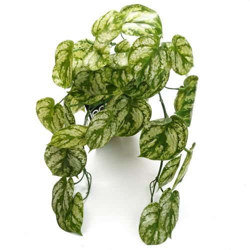 35cm Lush Trailing Green Plant - Perfect for Stunning Displays & Arrangements! - plants - express.com