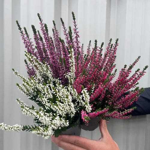 3x Calluna Heather in 9cm Pots – Low - Growth, Late - Summer to Winter Blooms - plants - express.com