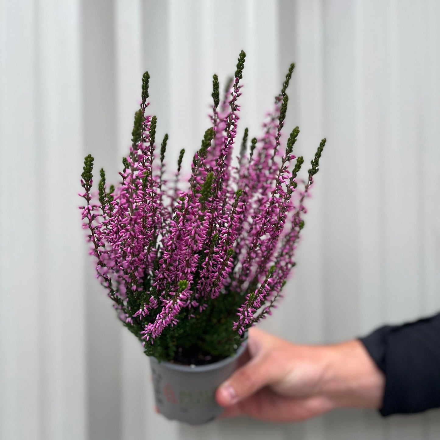 3x Calluna Heather in 9cm Pots – Low - Growth, Late - Summer to Winter Blooms - plants - express.com