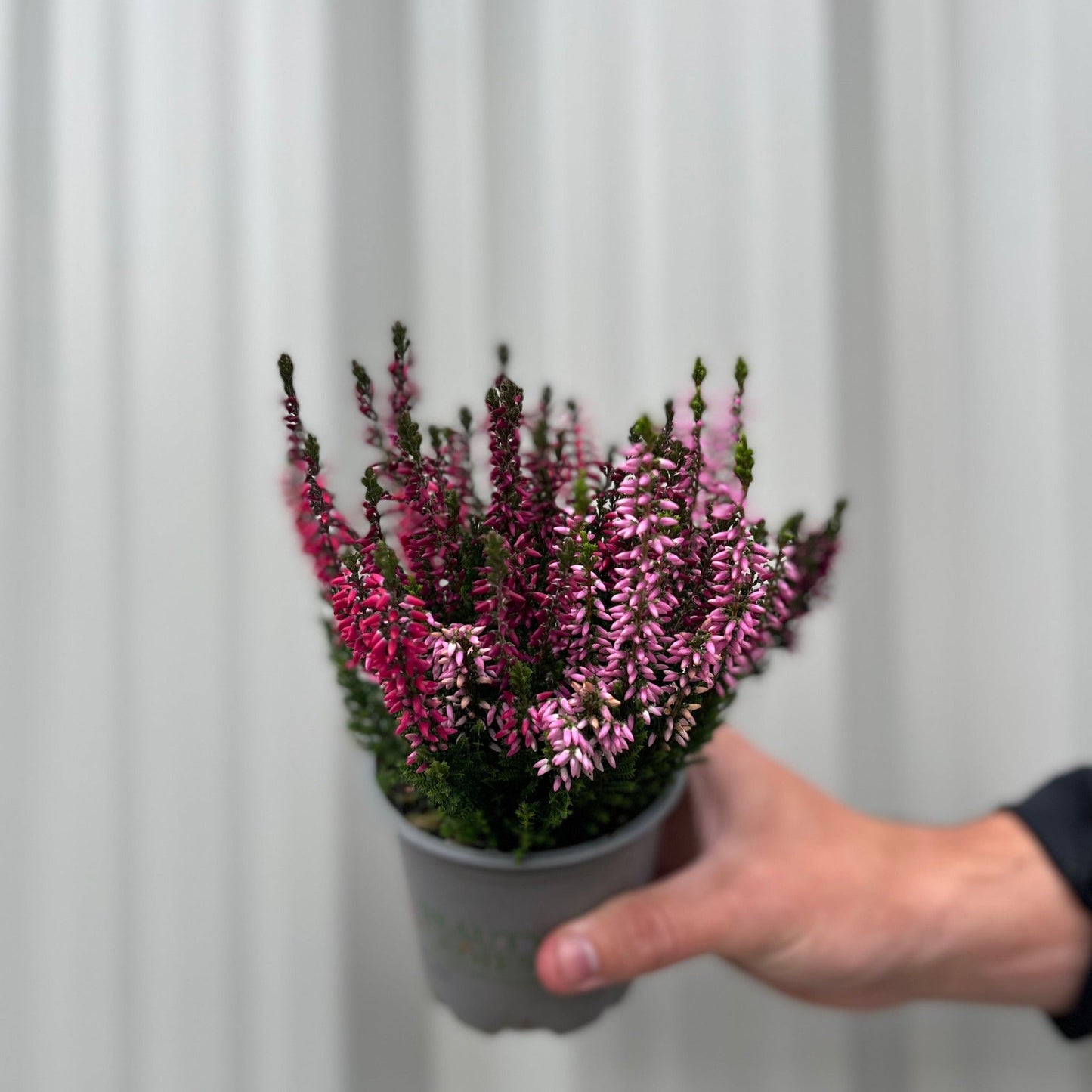 3x Calluna Heather in 9cm Pots – Low - Growth, Late - Summer to Winter Blooms - plants - express.com