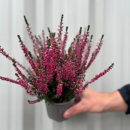 3x Calluna Heather in 9cm Pots – Low - Growth, Late - Summer to Winter Blooms - plants - express.com