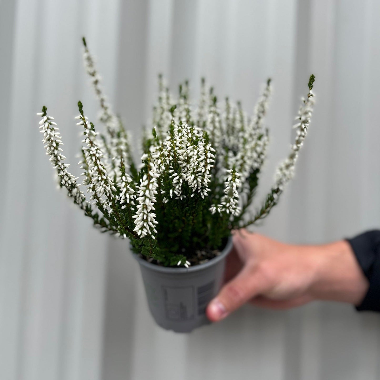 3x Calluna Heather in 9cm Pots – Low - Growth, Late - Summer to Winter Blooms - plants - express.com