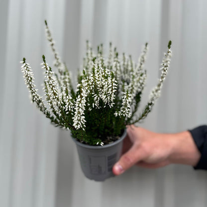 3x Calluna Heather in 9cm Pots – Low - Growth, Late - Summer to Winter Blooms - plants - express.com