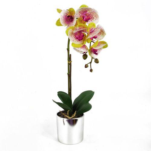 46cm Harlequin Pink Orchid in Silver Pot - plants - express.com