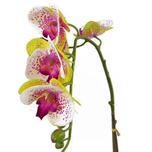 46cm Harlequin Pink Orchid in Silver Pot - plants - express.com