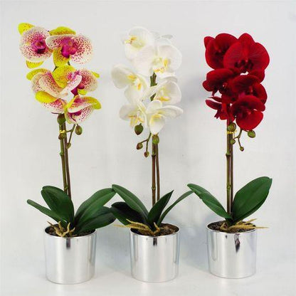 46cm Harlequin Pink Orchid in Silver Pot - plants - express.com