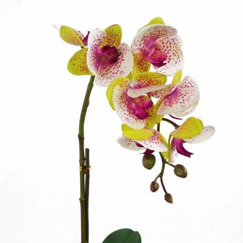 46cm Harlequin Pink Orchid in Silver Pot - plants - express.com