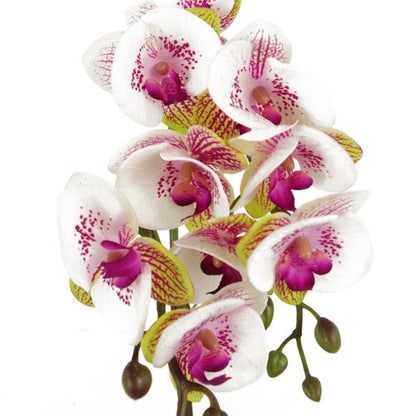 48cm Realistic Pink Harlequin Orchid in Stylish Gold Pot - Perfect Decor! - plants - express.com