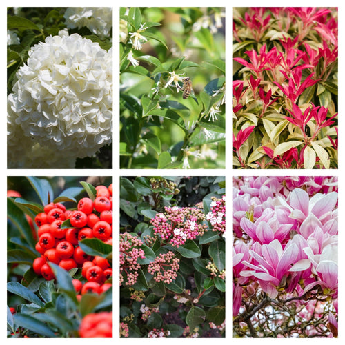 5 Gorgeous Shrubs for Shady Gardens - Perfect for Low Light Spaces! - plants - express.com
