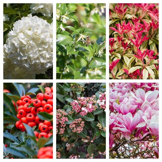 5 Gorgeous Shrubs for Shady Gardens - Perfect for Low Light Spaces! - plants - express.com