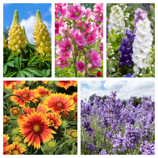 5 Perennials for a Sunny Site - plants - express.com