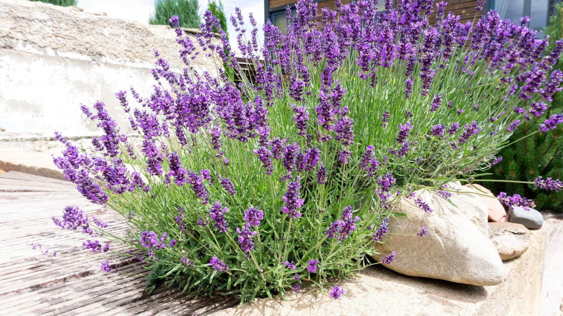 5 Perennials for a Sunny Site - plants - express.com