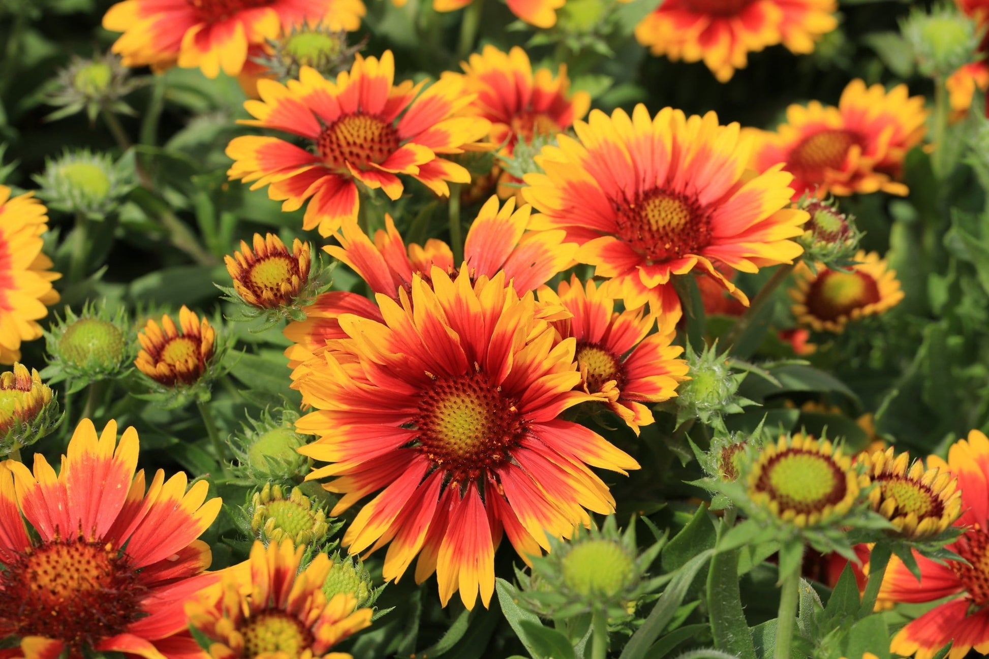 5 Perennials for a Sunny Site - plants - express.com