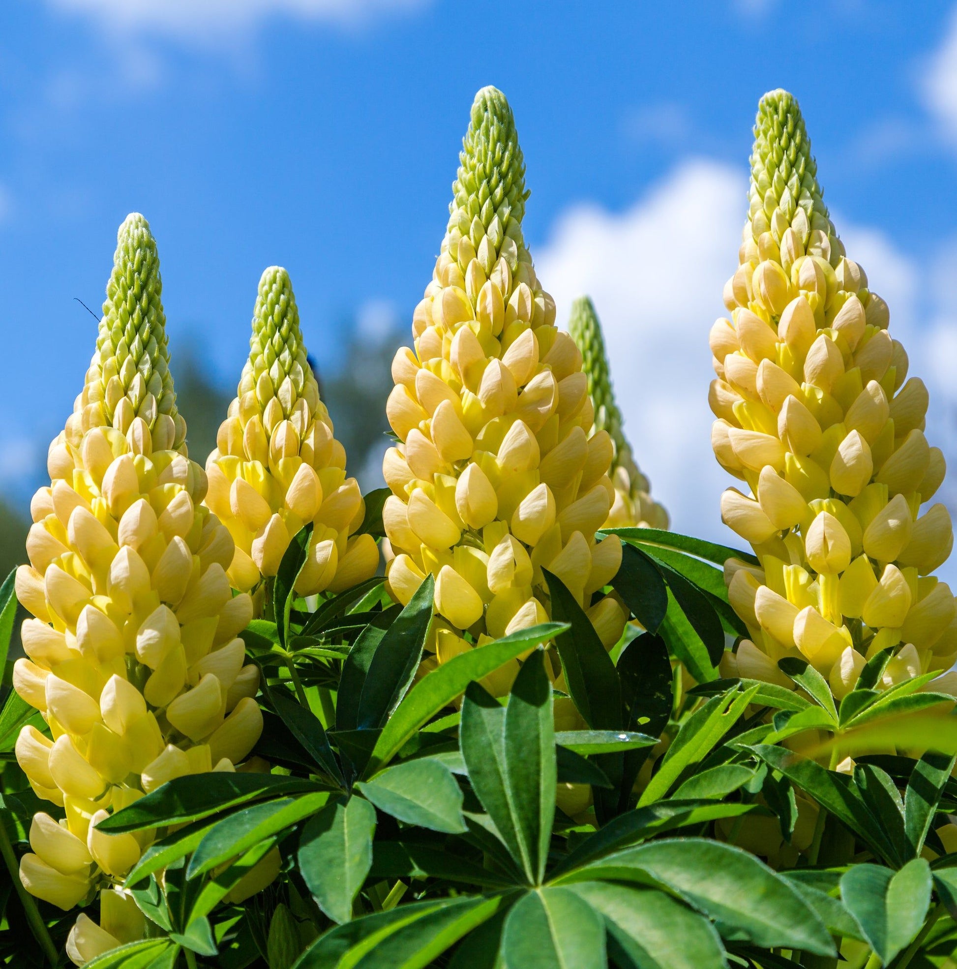5 Perennials for a Sunny Site - plants - express.com