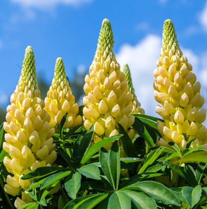 5 Perennials for a Sunny Site - plants - express.com