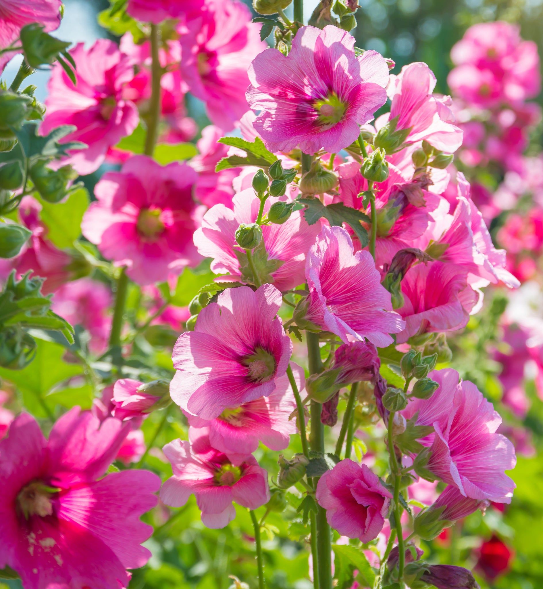 5 Perennials for a Sunny Site - plants - express.com