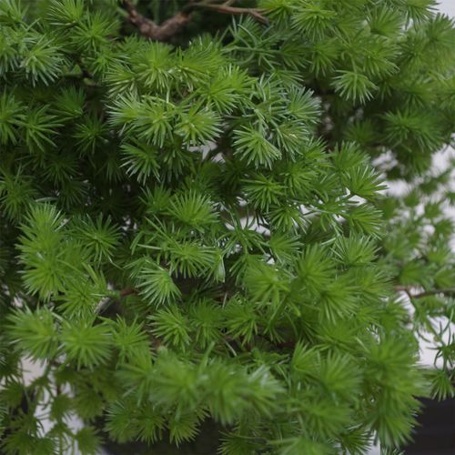 50cm Artificial Luxury Pine Bonsai Tree - plants - express.com
