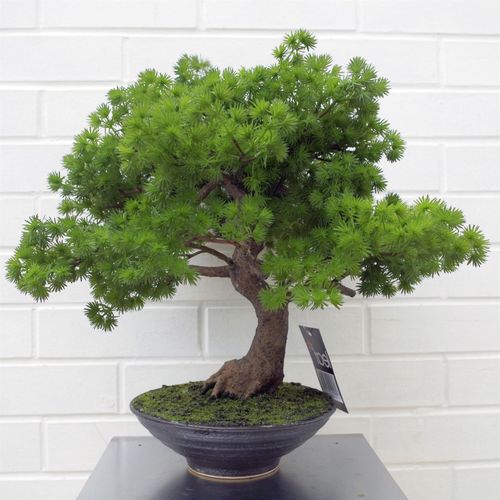 50cm Artificial Luxury Pine Bonsai Tree - plants - express.com