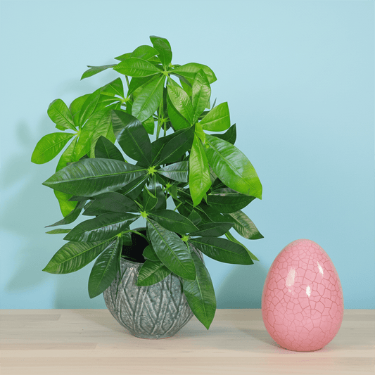 50cm Artificial Money Tree Plant - plants - express.com