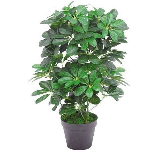 55cm Dark Green Artificial Schefflera Arboricola - Lifelike Home Decor Plant - plants - express.com