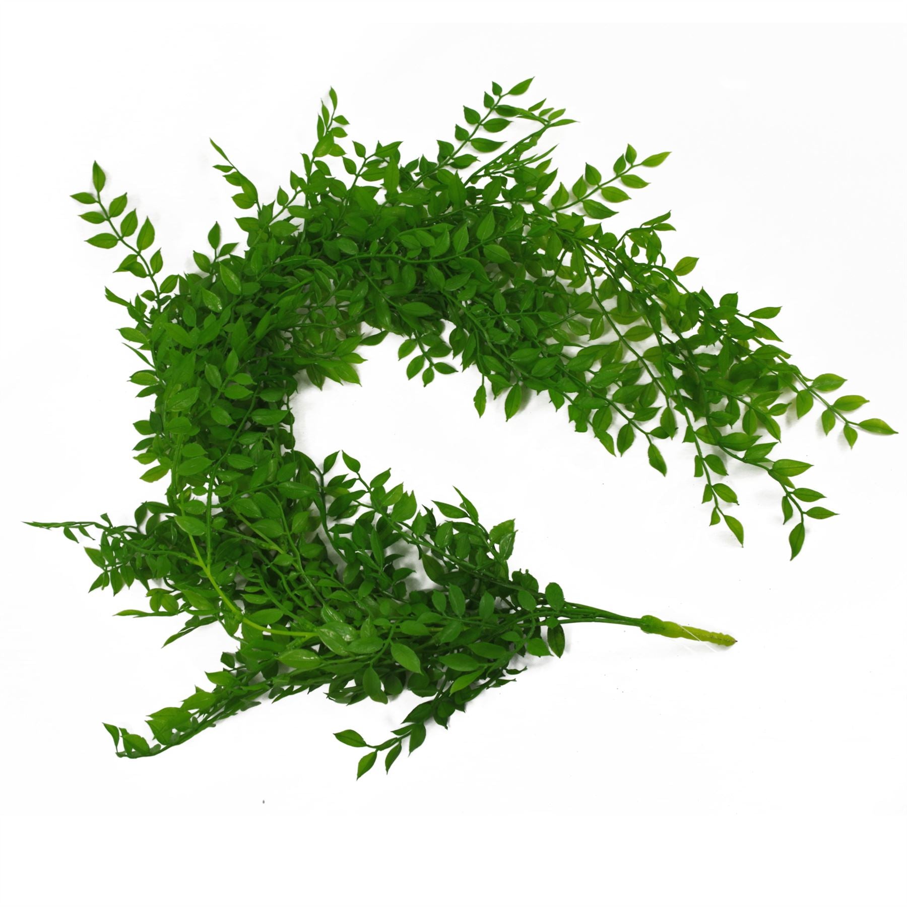 6 - Pack 100cm Light Green Hanging String of Pearls Fern – Elegant Decor - plants - express.com